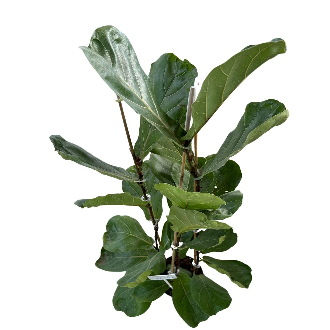 Ficus Lyrata Planta Perfecta Para Exterior O Interior
