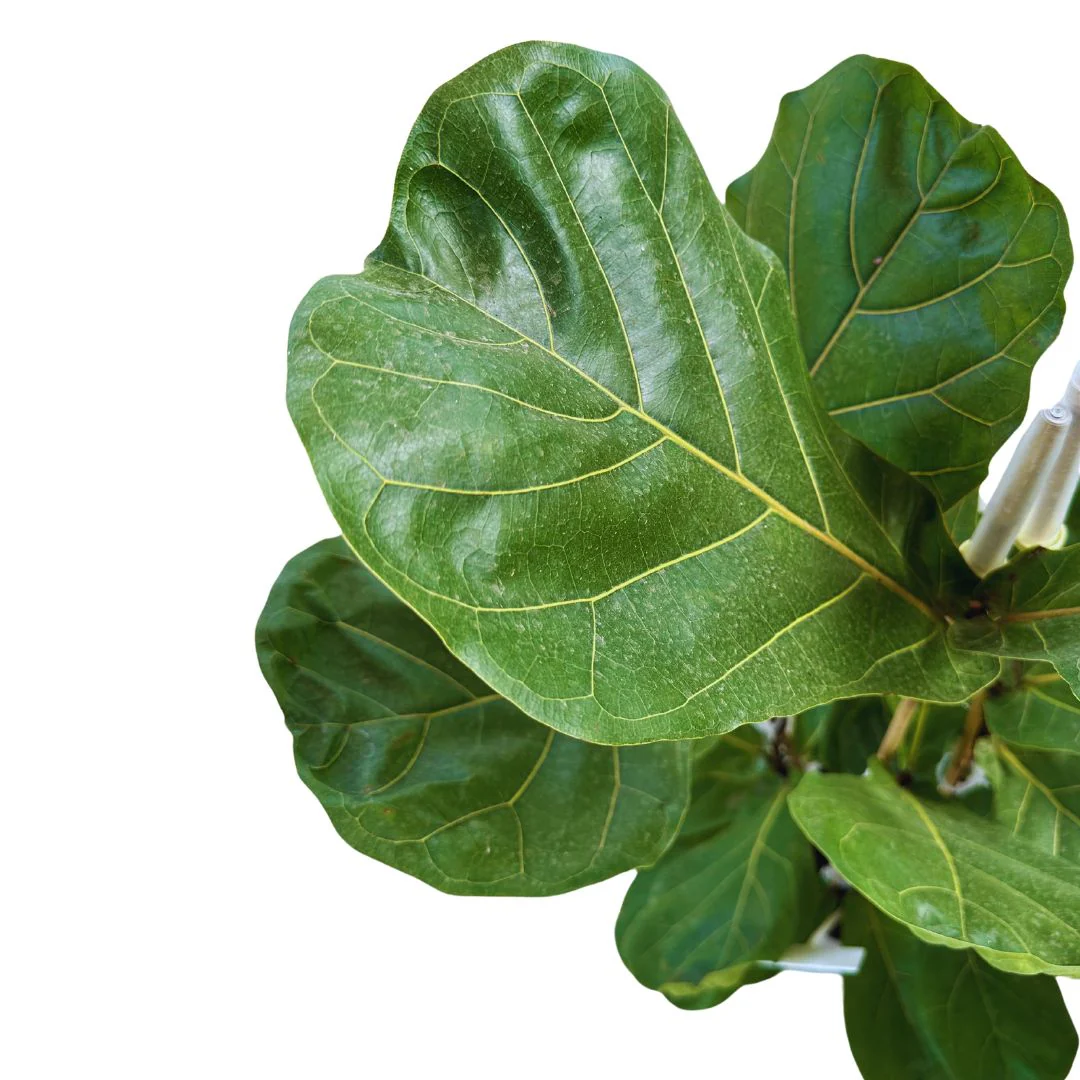 Ficus Lyrata Planta Perfecta Para Exterior O Interior - Image 2