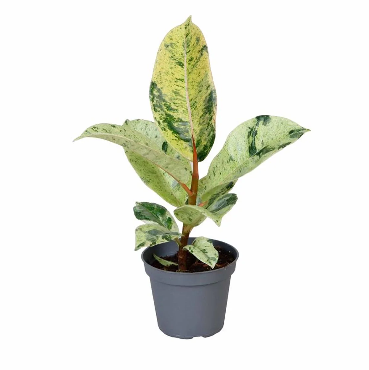 Ficus Shiverian Moonlight Planta De Interior Ø6