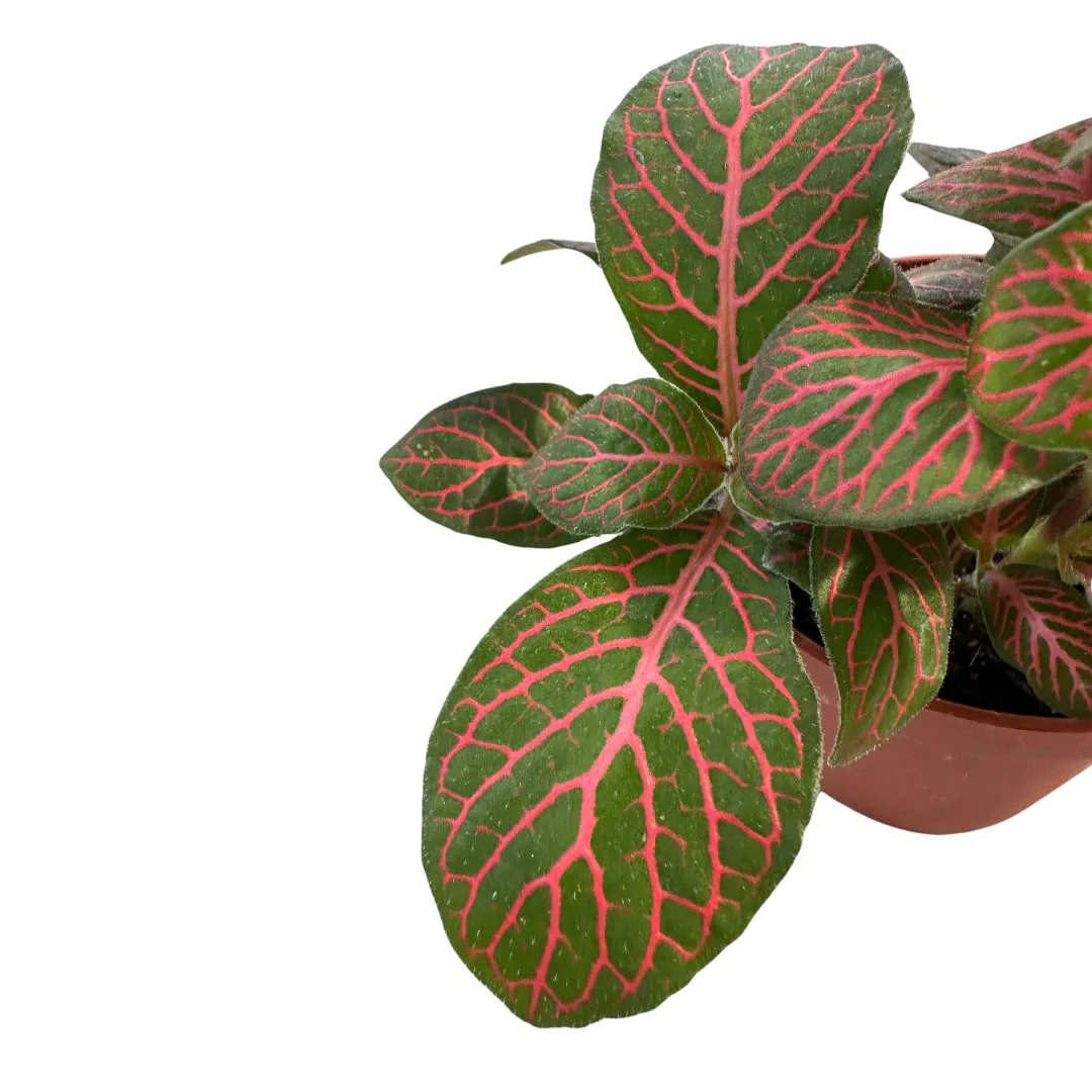 Fittonia Variedad Con Hojas Coloridas - Image 2
