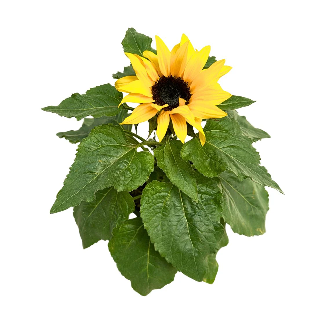Girasol Ornamental En Maceta M14: La Flor Más Demandada Para Tu Jardín M14
