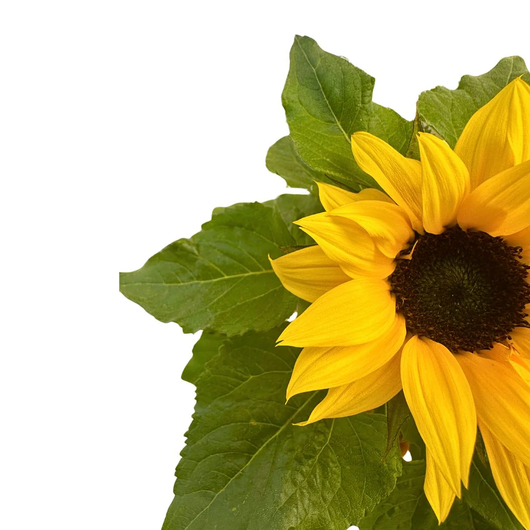 Girasol Ornamental En Maceta M14: La Flor Más Demandada Para Tu Jardín M14 - Image 2