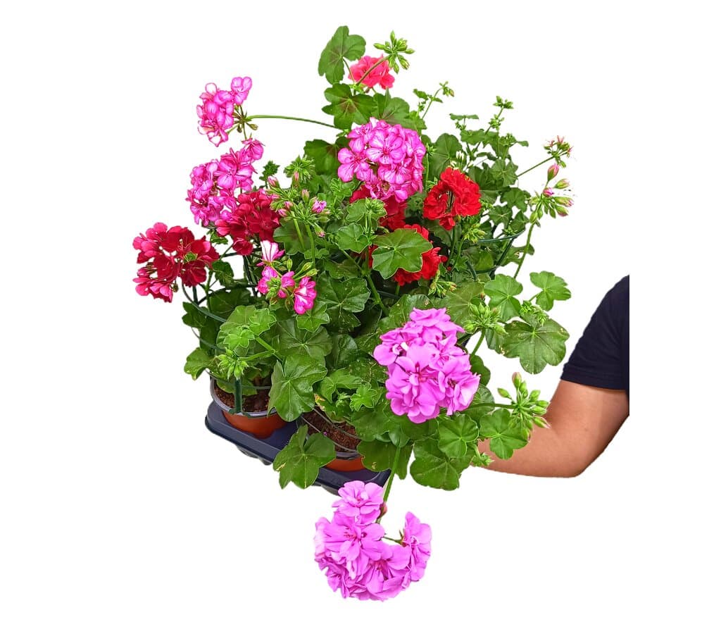 Gitanilla Murciana Rejilla M13 (pelargonium Peltatum)