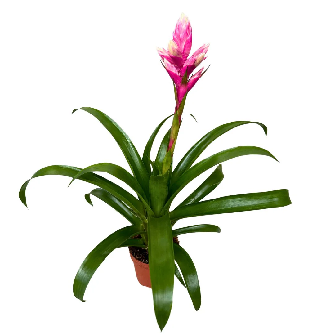 Guzmania Candy, La Preciosa Bromelia Que Te Enamorará - Image 2