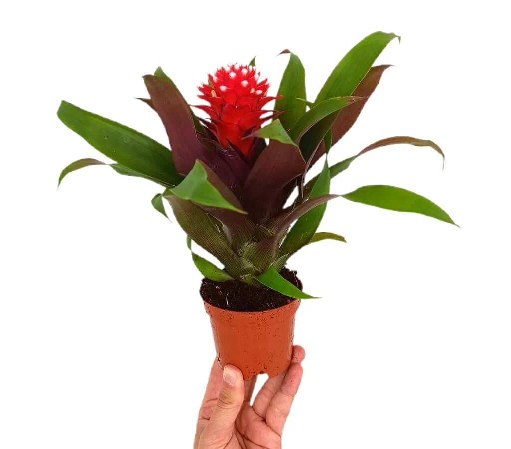 Guzmania Priscila M9