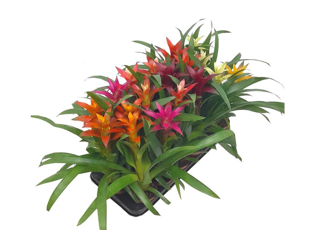 Guzmania Variada M9 20cm