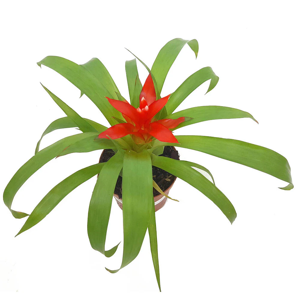 Guzmania Variada M9 20cm - Image 2