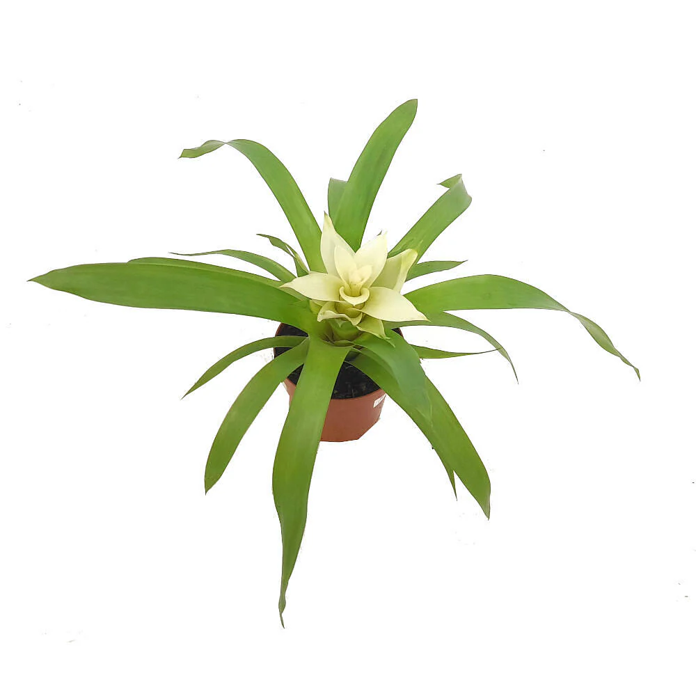 Guzmania Variada M9 20cm - Image 3