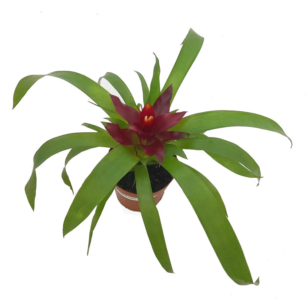 Guzmania Variada M9 20cm - Image 4