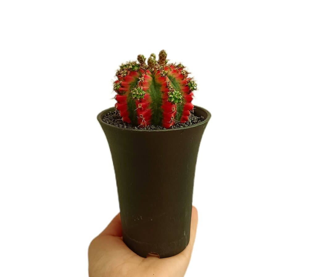 Gymnocalycium Variegata M10 (unidad)