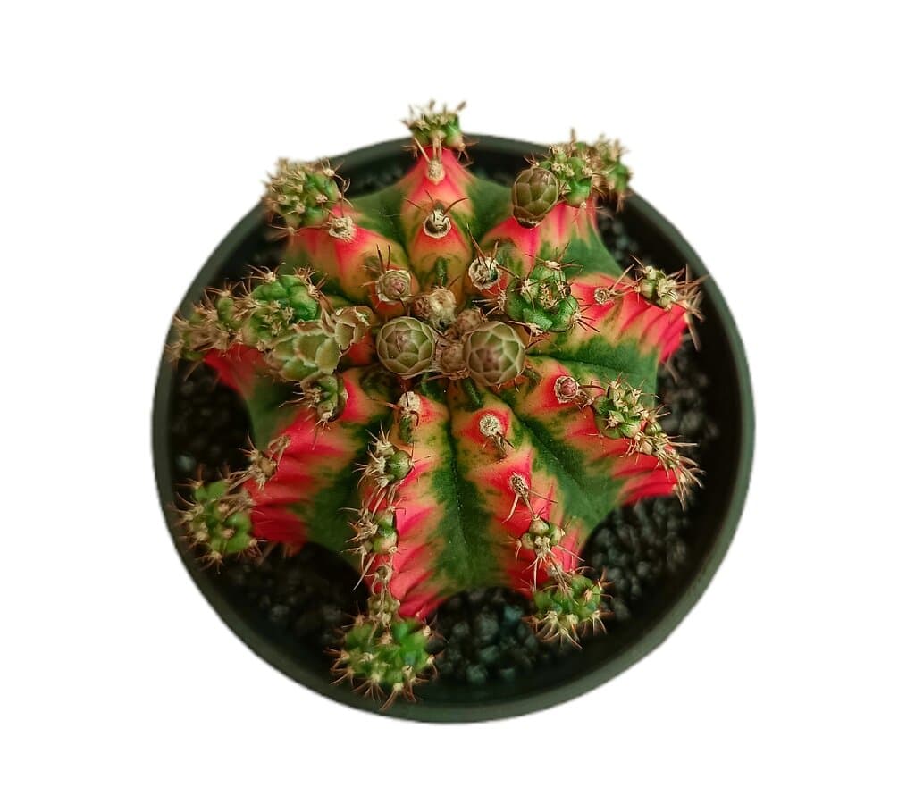 Gymnocalycium Variegata M10 (unidad) - Image 2