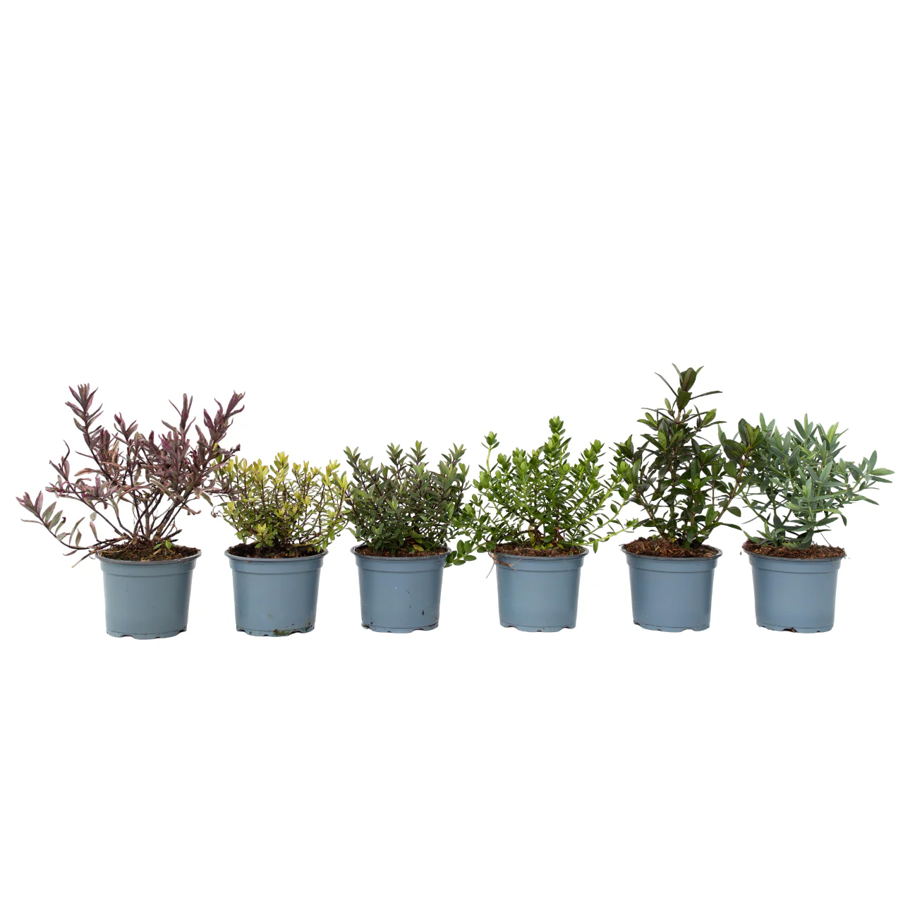 Hebe De Hojas Gruesas - 6 Pzs - Hebe Pinguifolia - Altura 15-20cm - ⌀105cm
