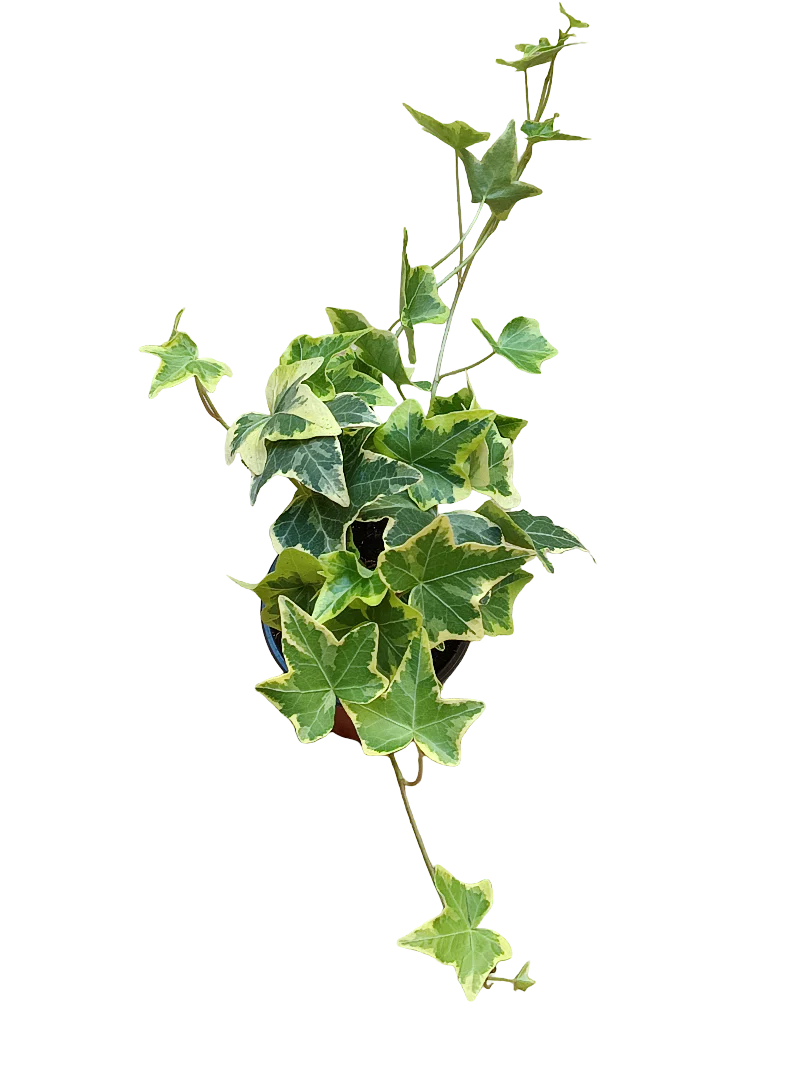 Hedera Goldchild Amarilla Planta Colgante De Interior Ø8