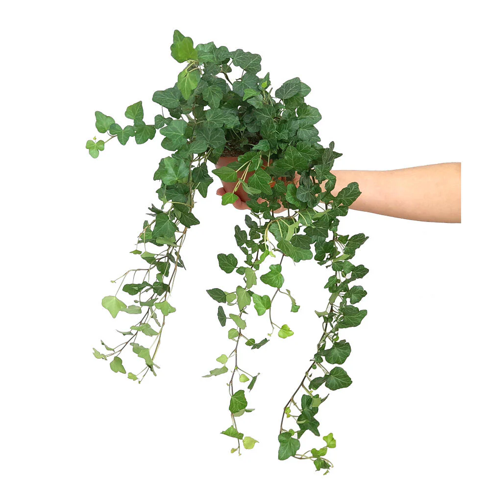 Hedera Helix Wonder M13 40cm De Caida