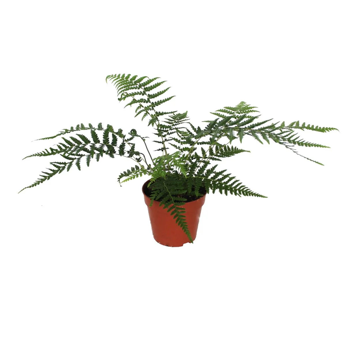 Helecho arboreo Planta Natural Dicksonia Antarctica 1 Ud Ø 12 Alt. 25 - 35
