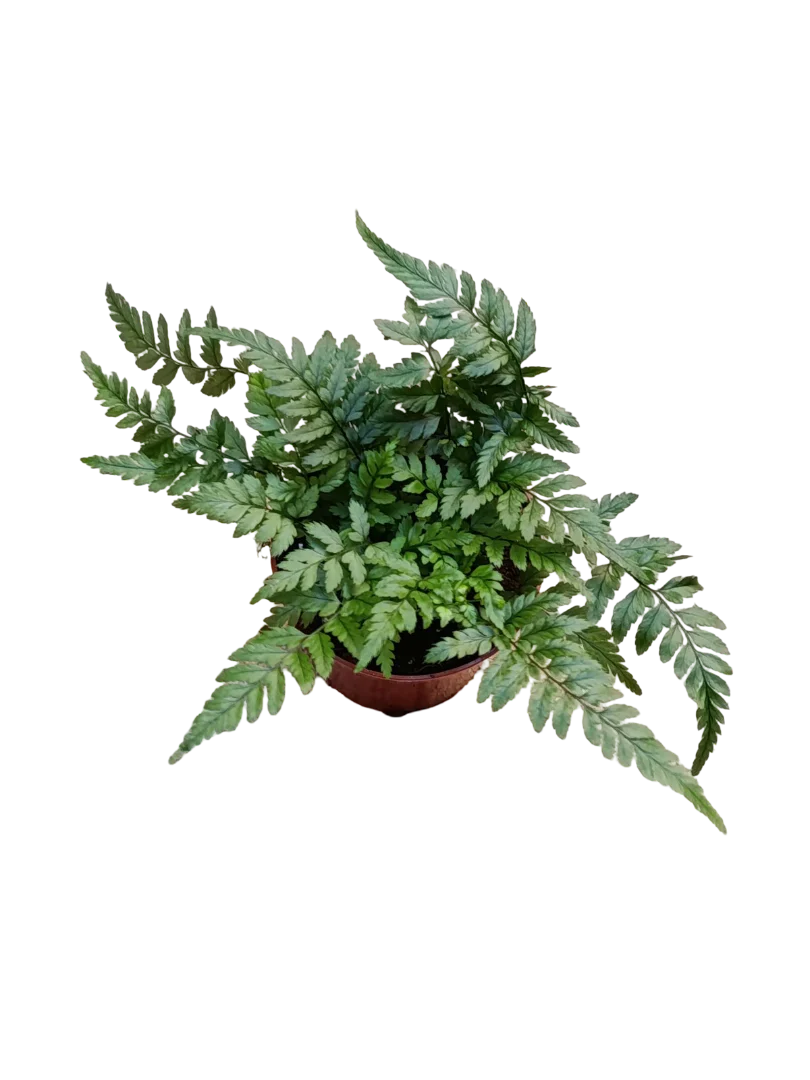 Helecho Athyrium Planta De Interior Ø8