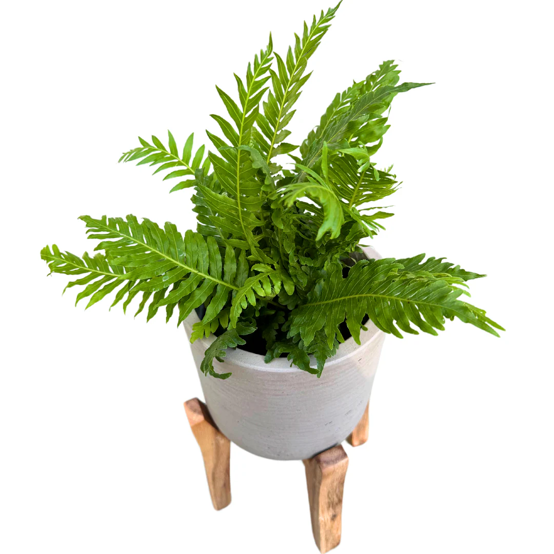 Helecho Blechnum La Variedad De Helecho Con Follaje Más Distintivo