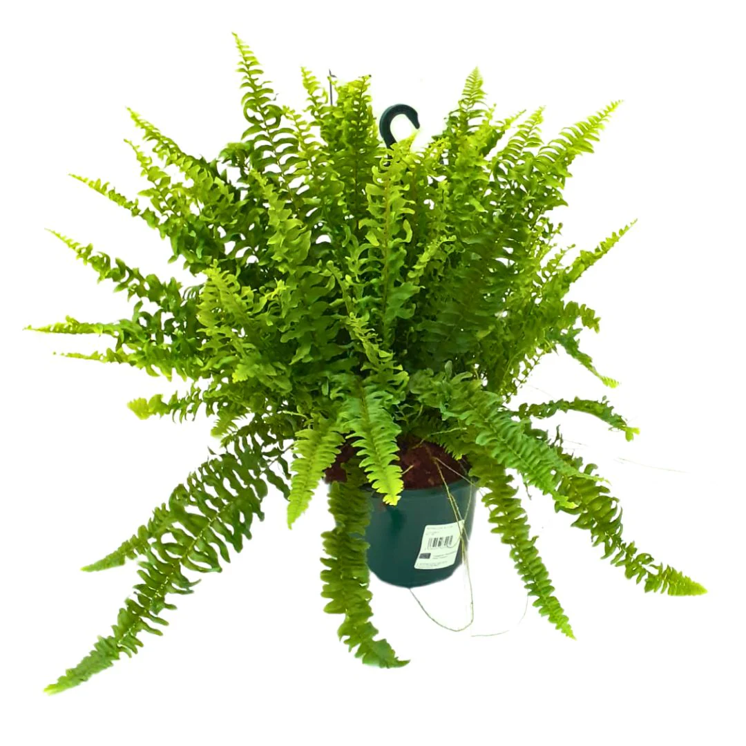 Helecho Boston Planta De Interior O Sombra (nephrolepis Exaltata) Maceta 20cm