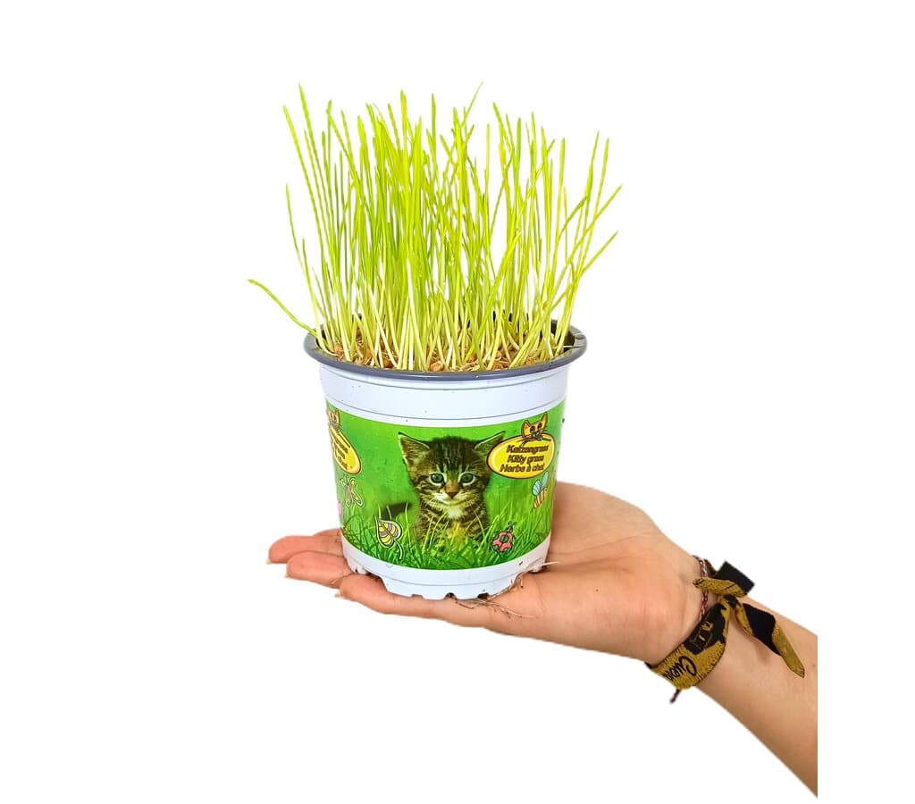 Hierba Gatos M12