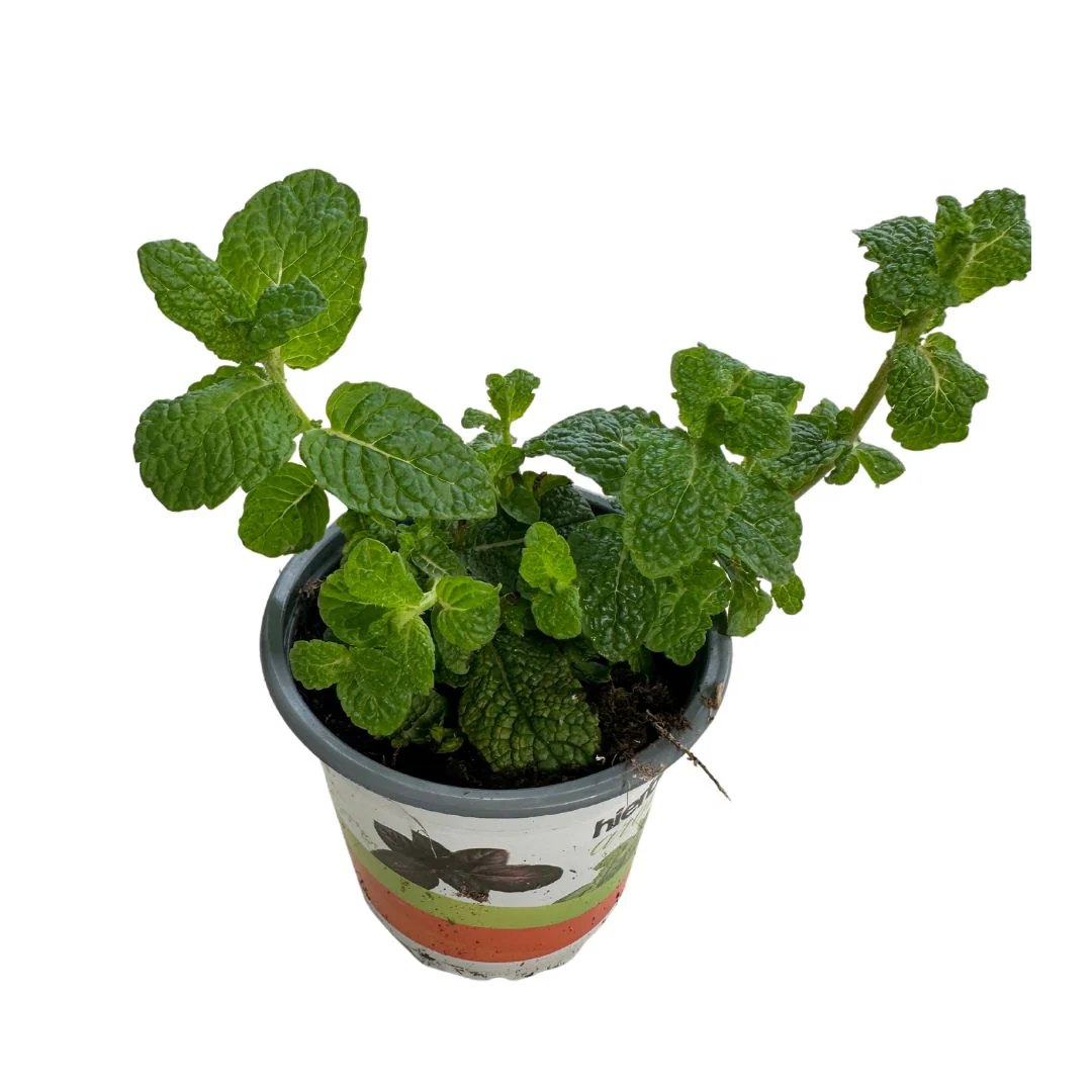 Hierbabuena Planta Aromática Y Medicinal (mentha Spicata) Maceta 14cm