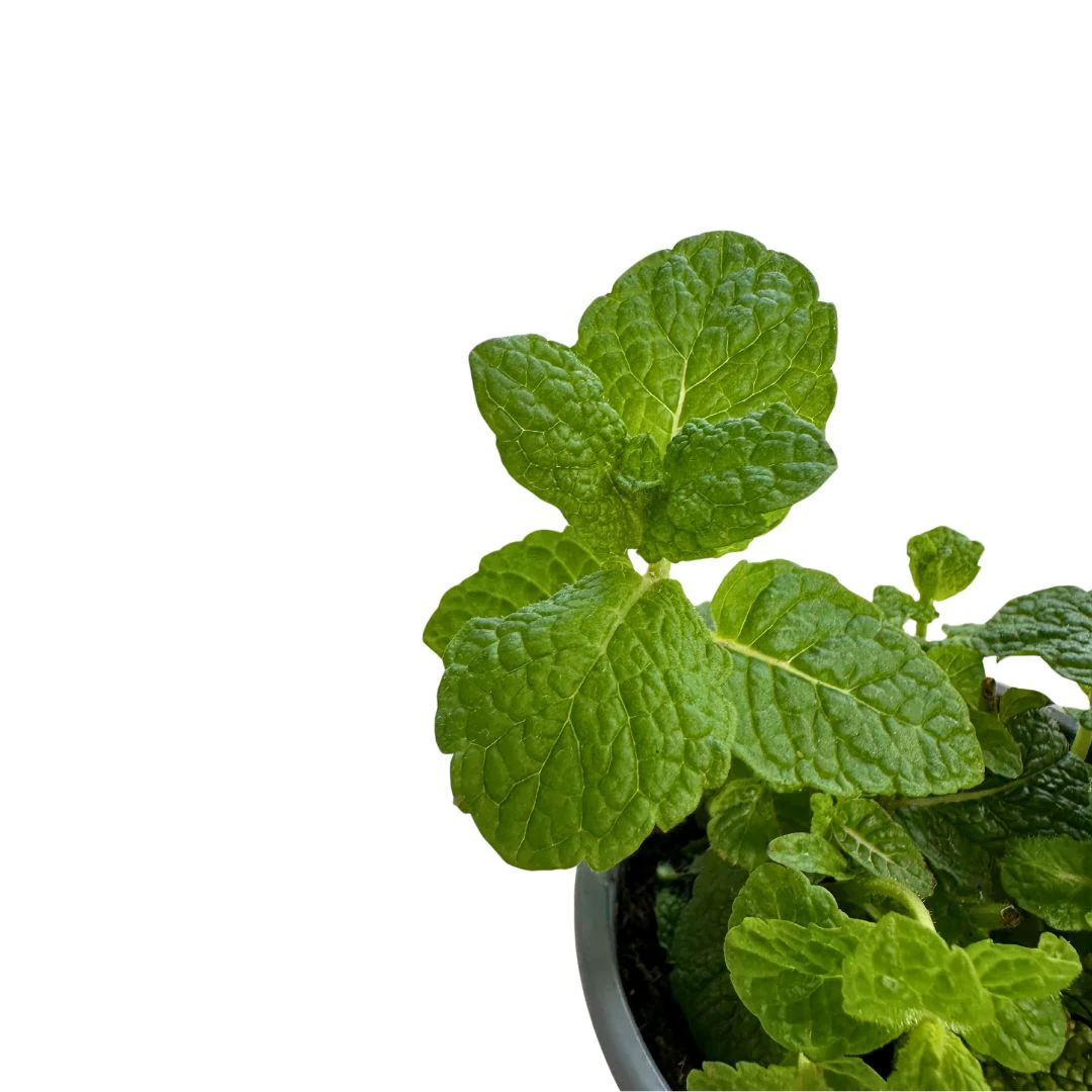 Hierbabuena Planta Aromática Y Medicinal (mentha Spicata) Maceta 14cm - Image 2