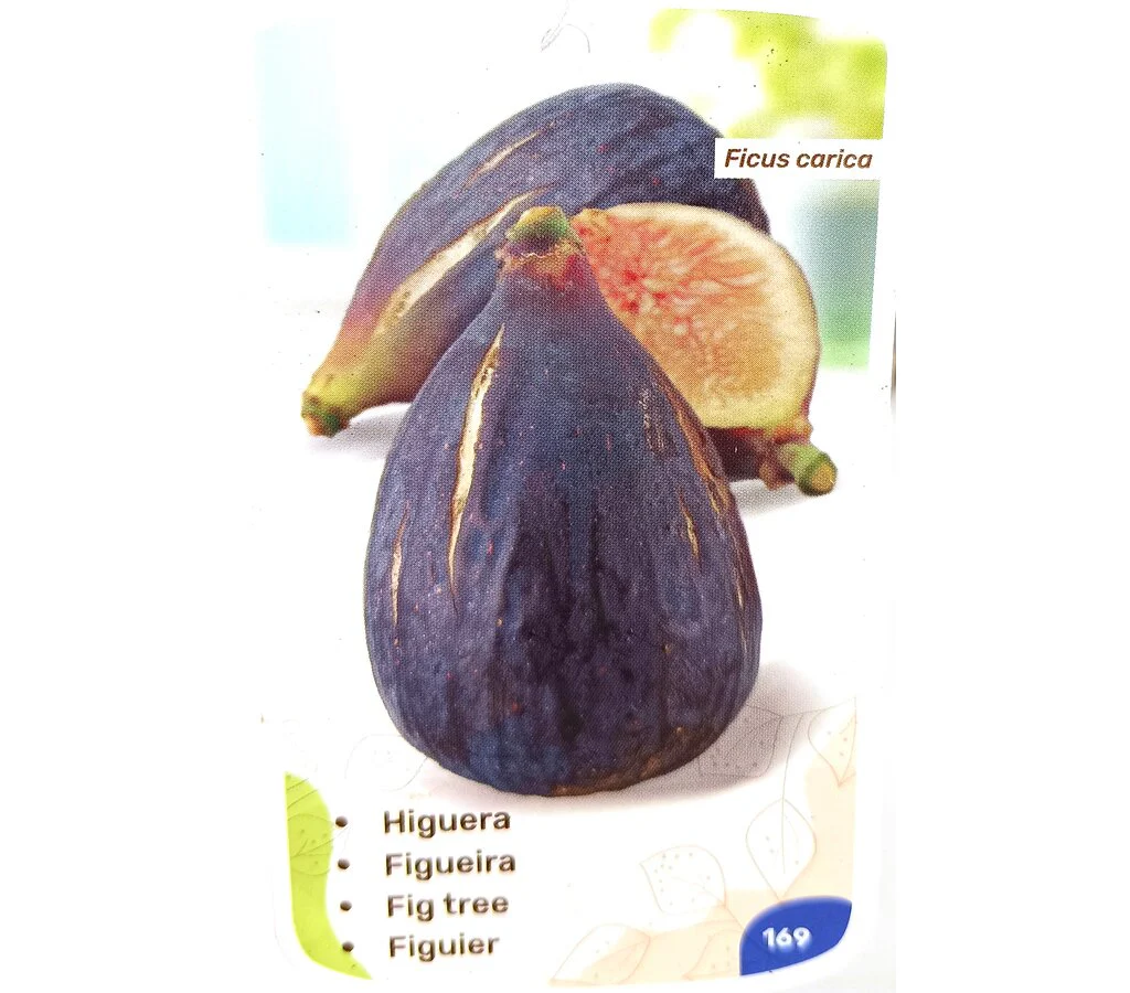 Higuera Brevera Negra M25 150cm - Image 2