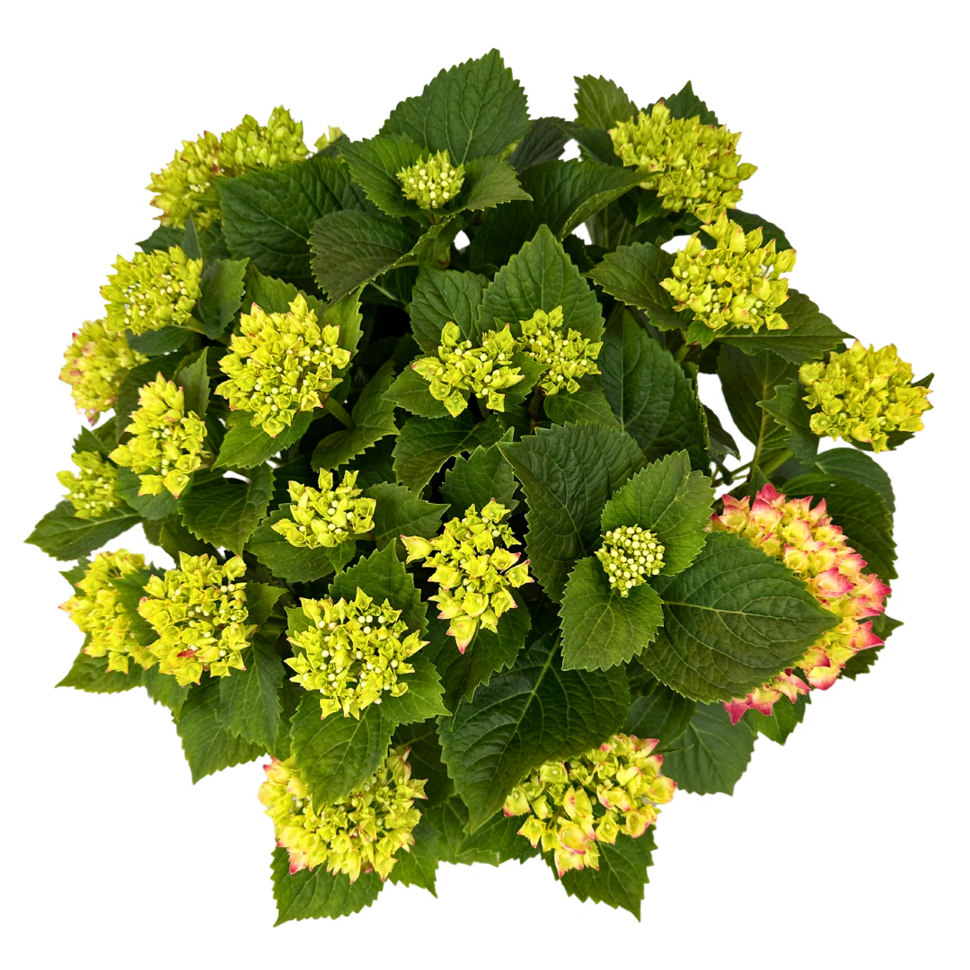 Hortensia Colores Variados M20 - Image 2
