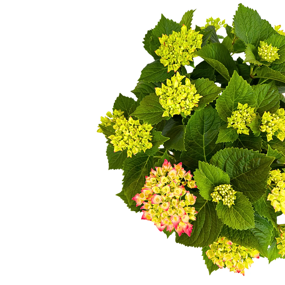 Hortensia Colores Variados M20 - Image 3
