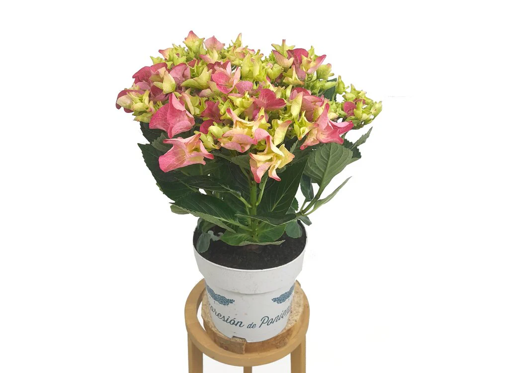 Hortensia J M17 50cm