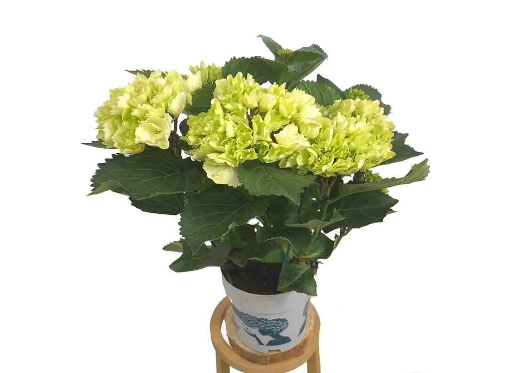 Hortensia J M17 50cm - Image 2