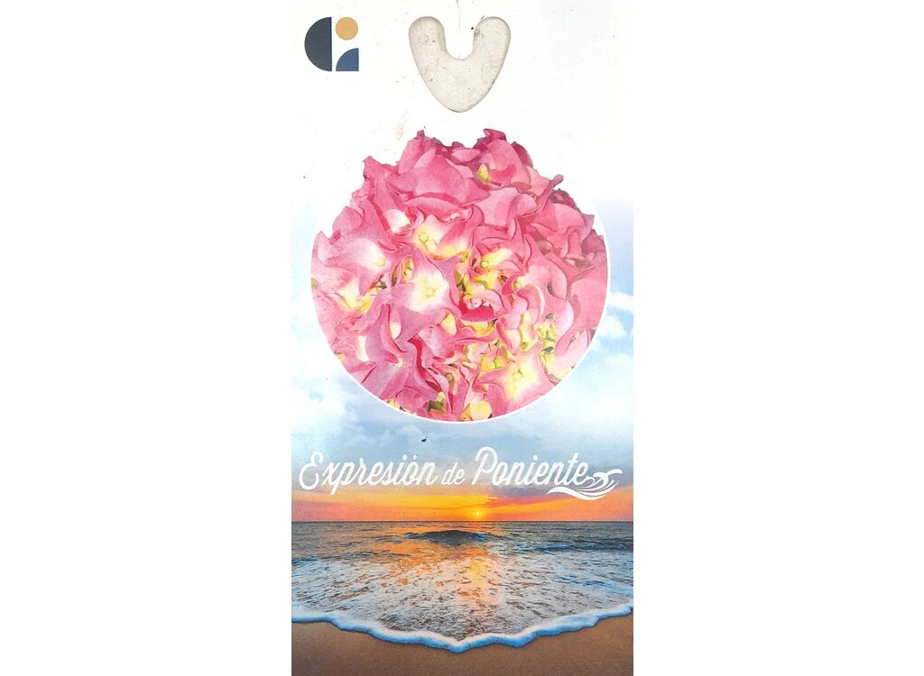 Hortensia J M17 50cm - Image 3