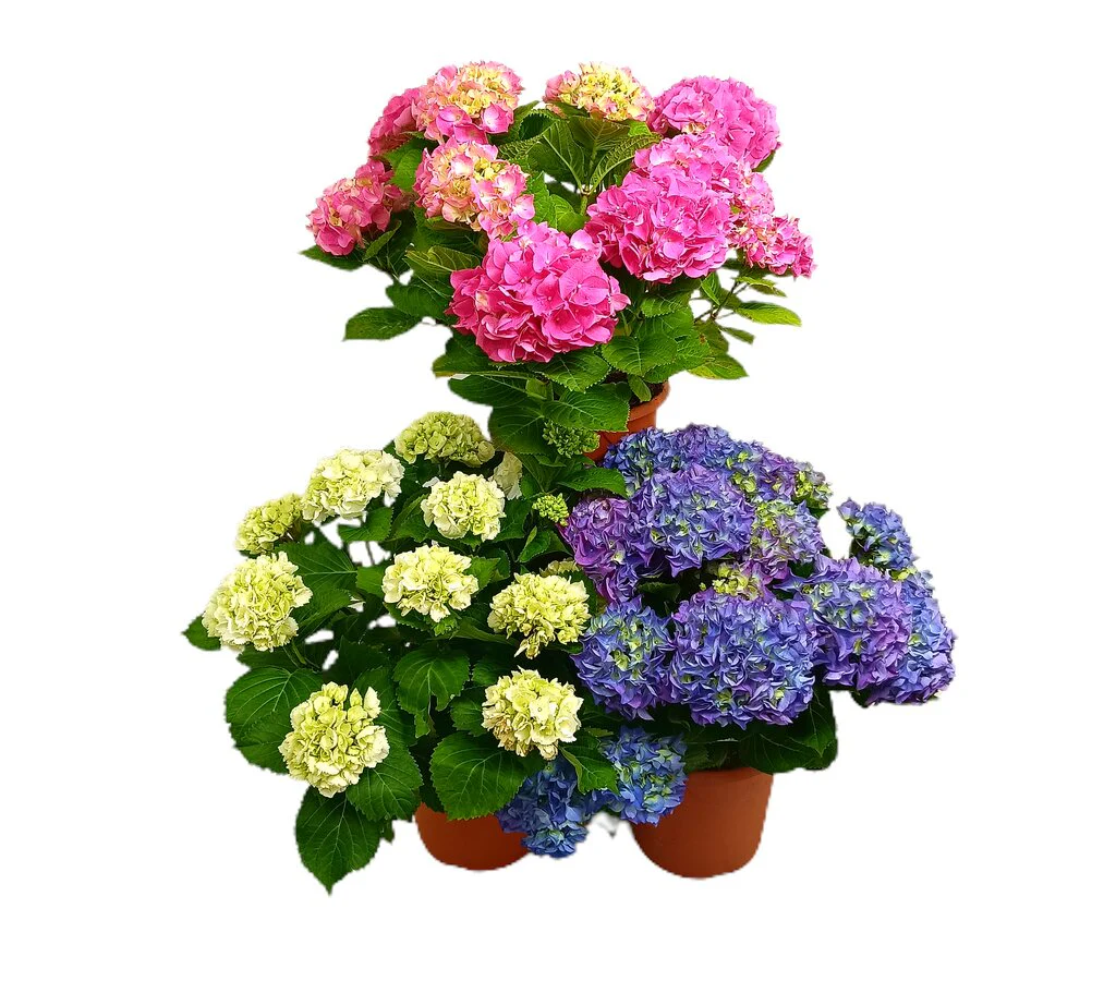 Hortensia M21 60cm