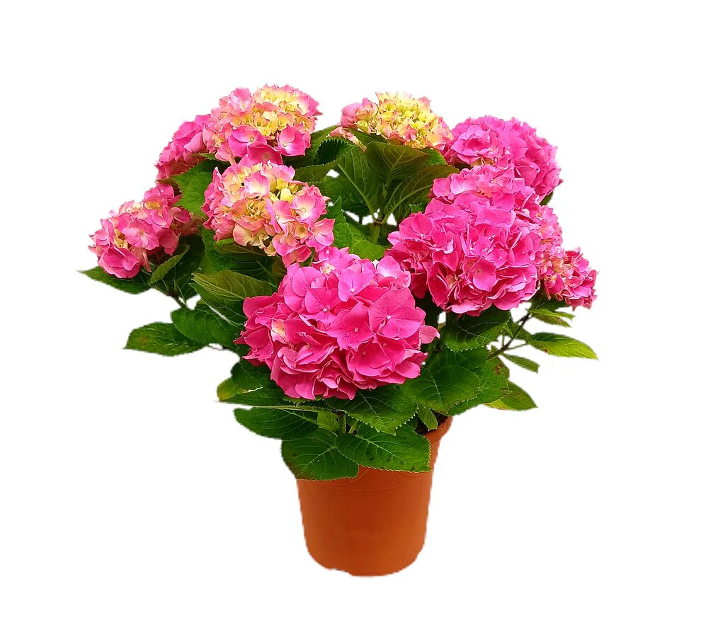 Hortensia M21 60cm - Image 2