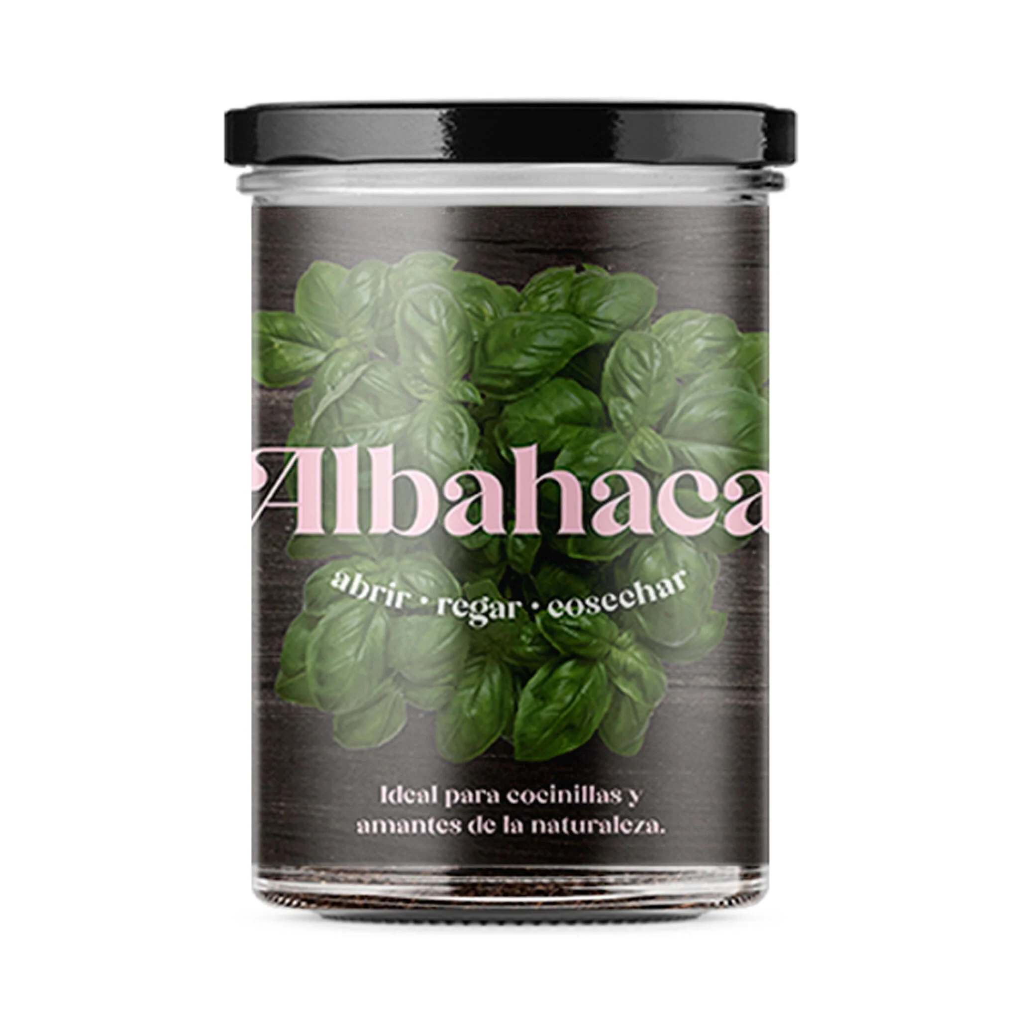 Huerto De Cocina De Albahaca