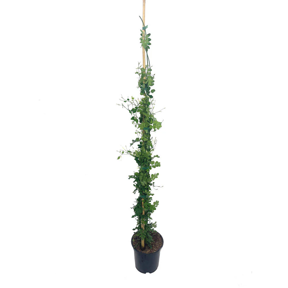 Jasminum Officinalis M20 110cm (jazmin Comun) - Image 3