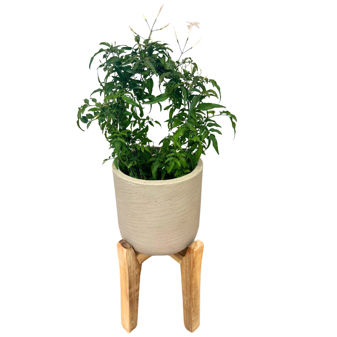 Jazmín Polyanthum En Arco M12