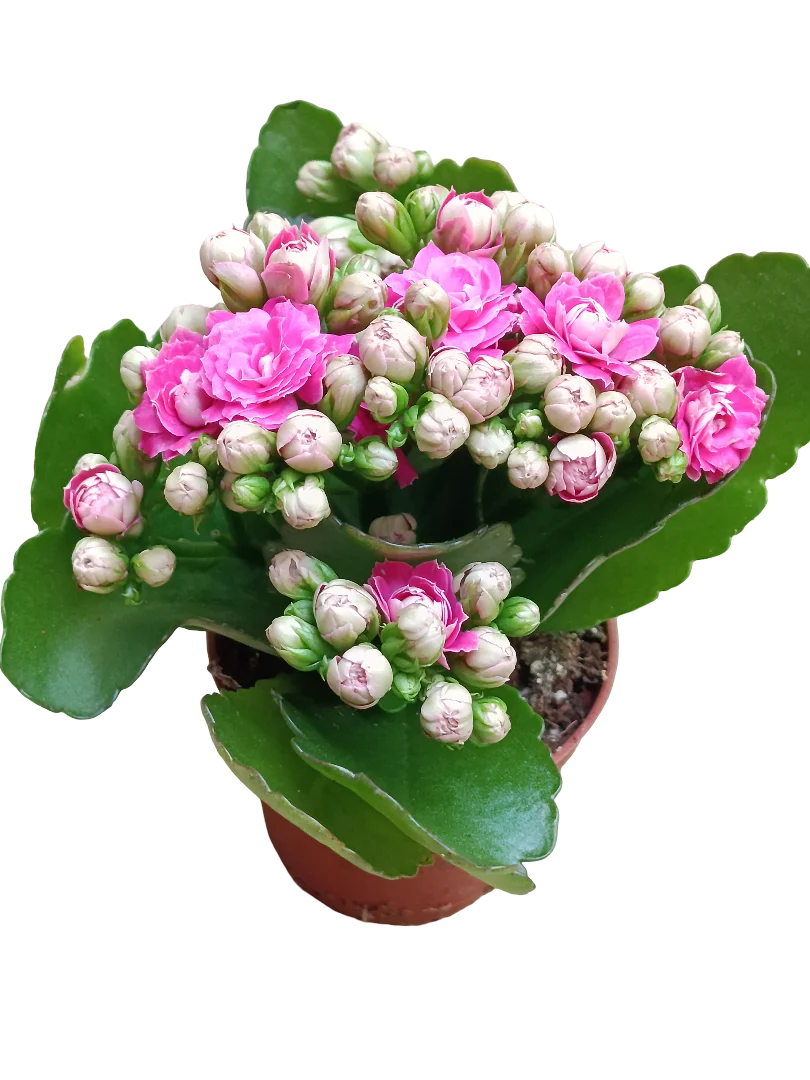 Kalanchoe Blossfeldiana Flor Rosa Ø6 Planta De Interior
