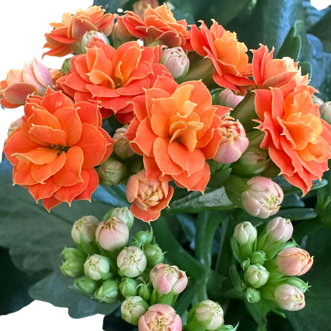Kalanchoe Flor De La Fortuna (kalanchoe Blossfeldiana) Maceta De 10,5cm - Image 2