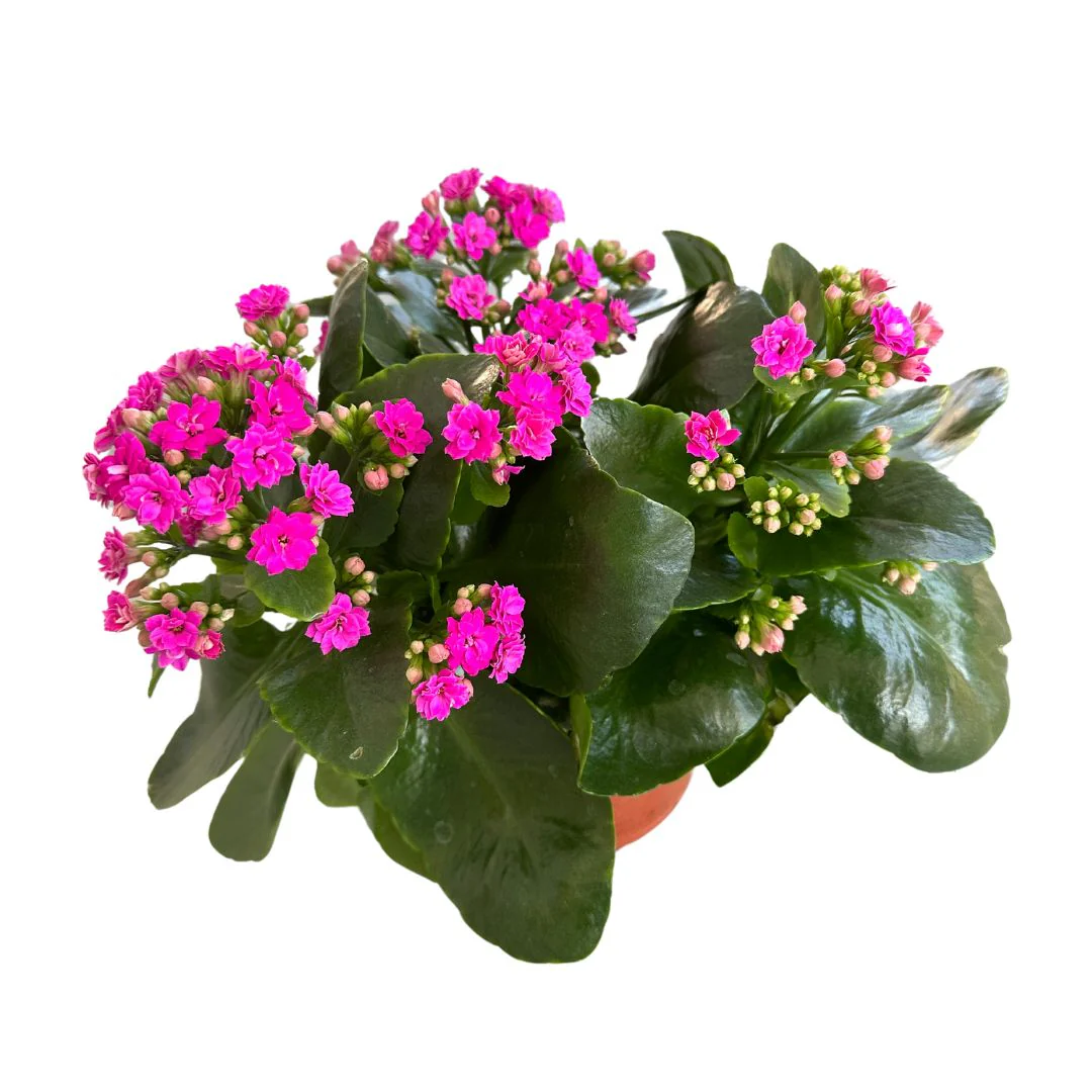Kalanchoe Flor De La Fortuna (kalanchoe Blossfeldiana) Maceta De 9cm