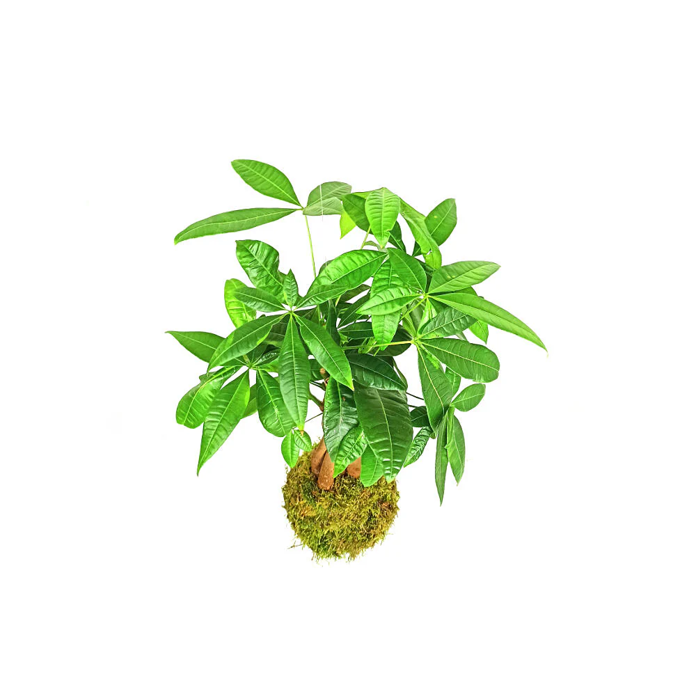 Kokedama Colgante De Pachira 40cm - Image 4