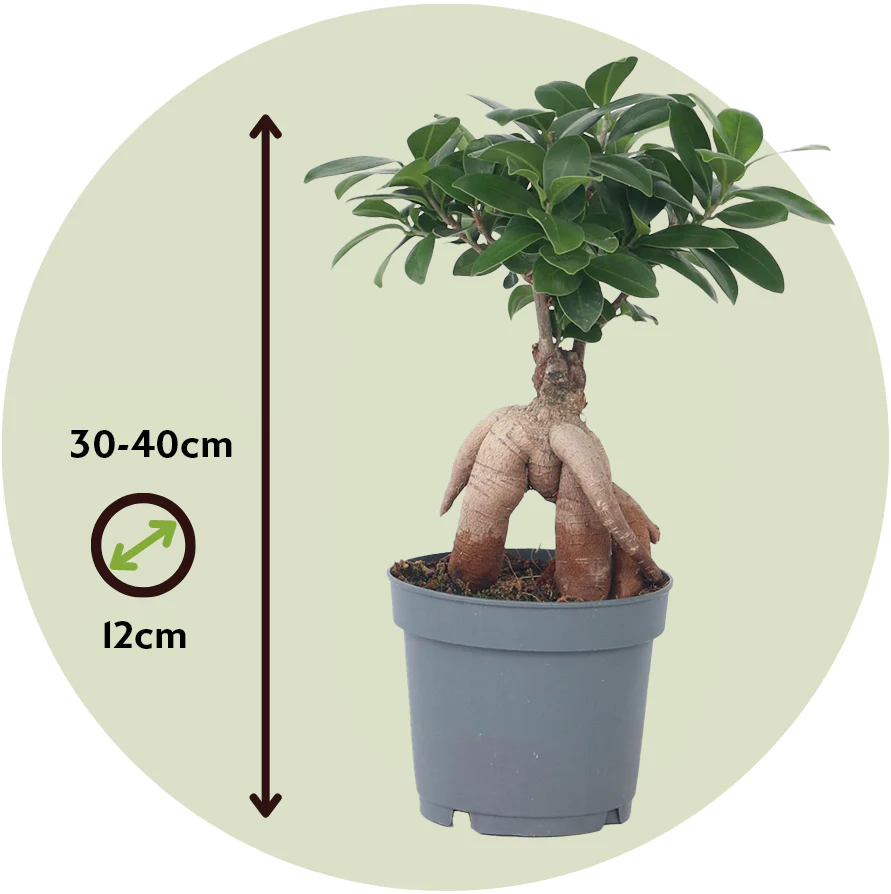 Laurel De Indias - 4 Pzs - Ficus Microcarpa - Altura 30-40cm - ⌀12cm - Image 3