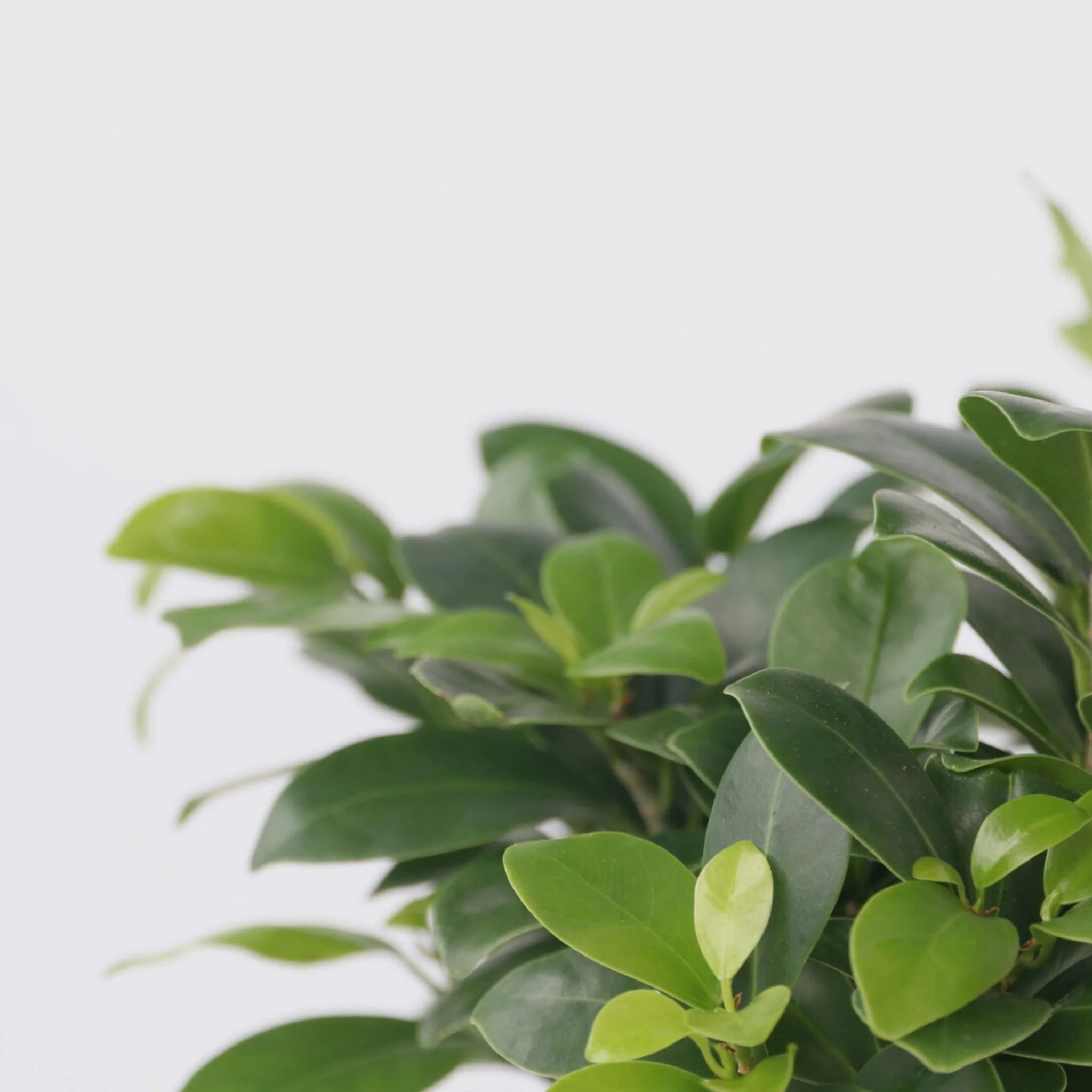 Laurel De Indias - 4 Pzs - Ficus Microcarpa - Altura 30-40cm - ⌀12cm - Image 4