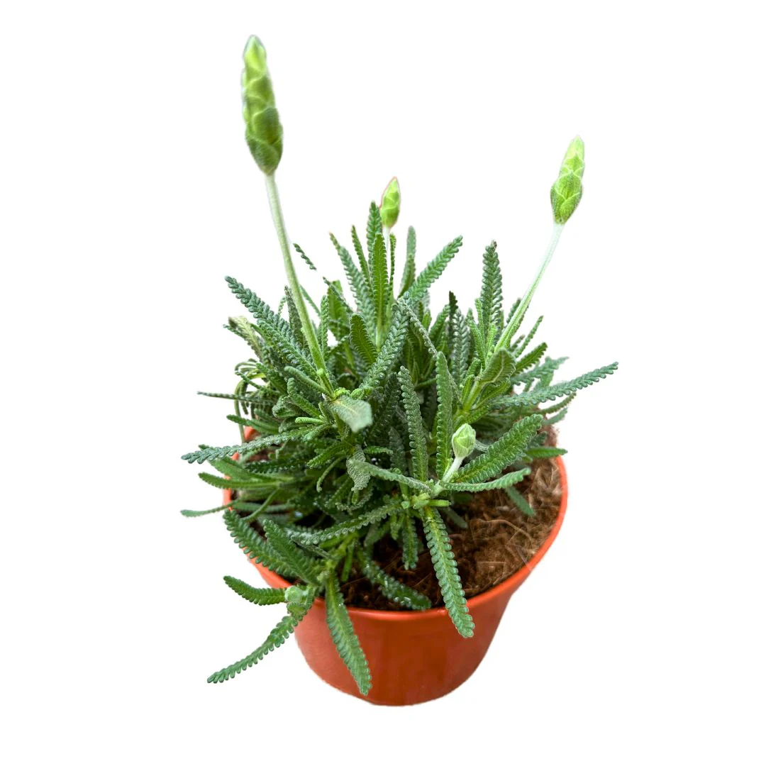 Lavanda Dentata Planta Ornamental Para Jardines Y Macetas (lavandula Dentata) Maceta 11cm