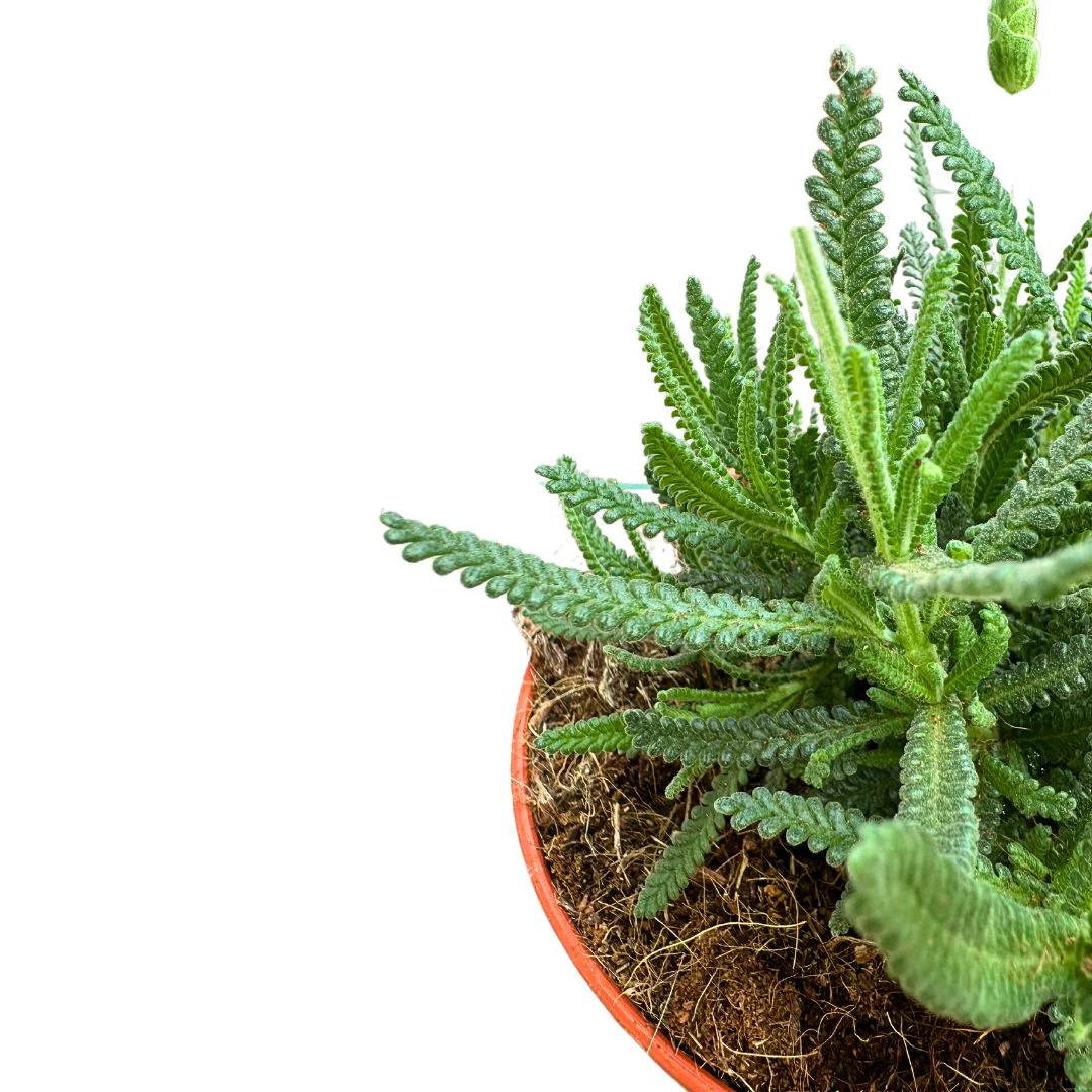 Lavanda Dentata Planta Ornamental Para Jardines Y Macetas (lavandula Dentata) Maceta 23cm - Image 2