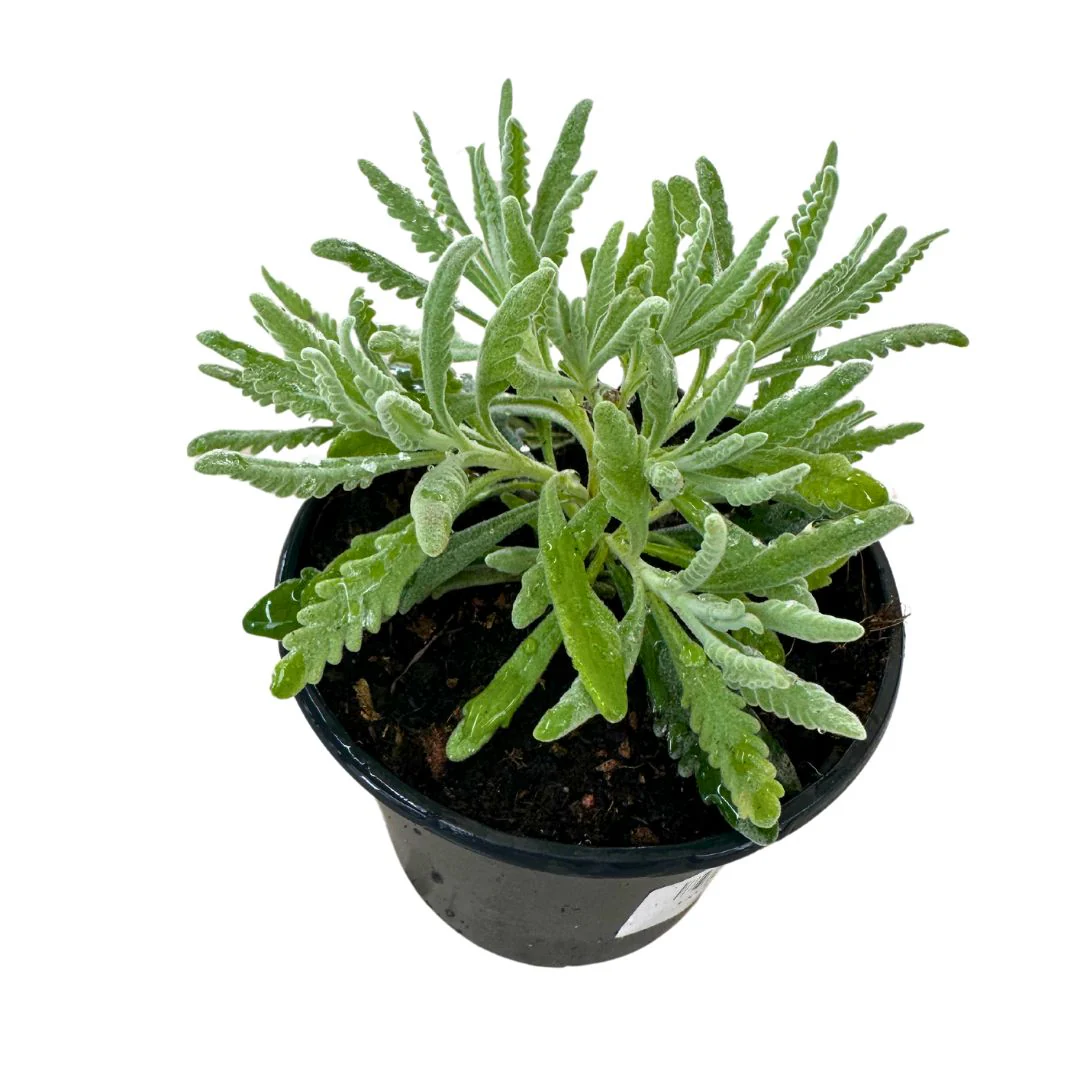 Lavanda Officinalis Planta Ornamental Para Jardines Y Macetas Maceta 23cm