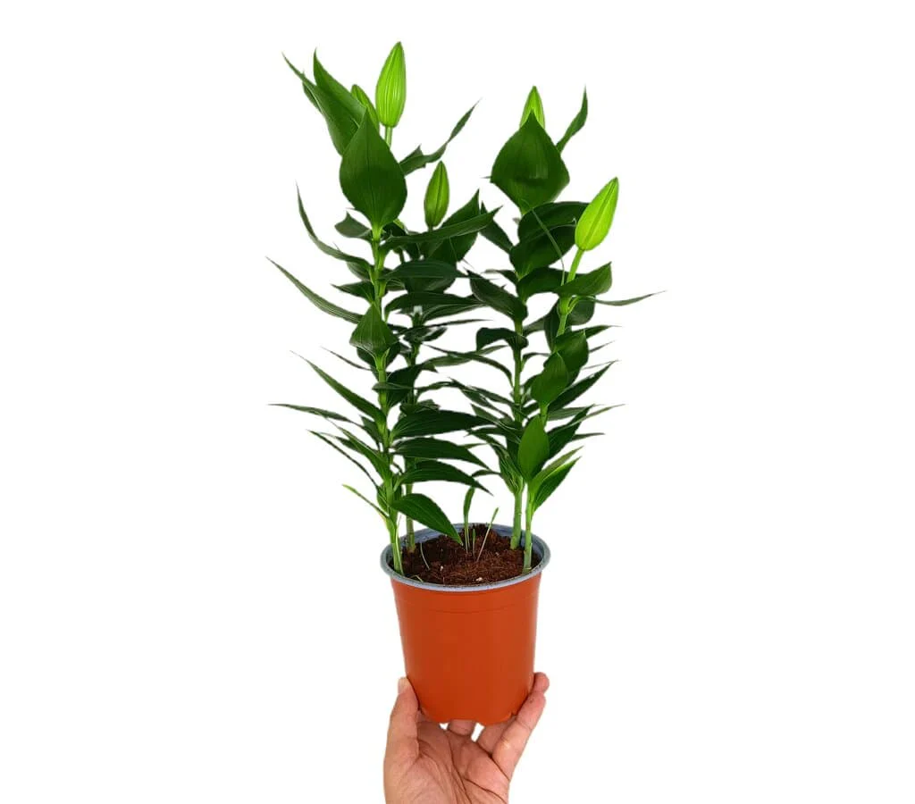 Lilium Oriental M13