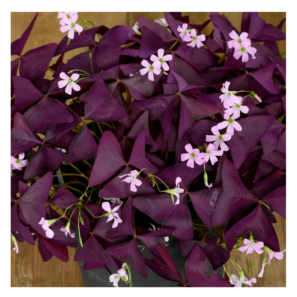 Lot 10 Bulbos Oxalis Burgundy Wine Planta Mariposa
