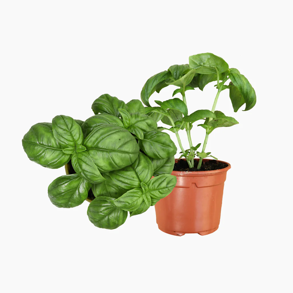 Maceta Albahaca De Hoja Grande 10,5 Cm - Plantabo