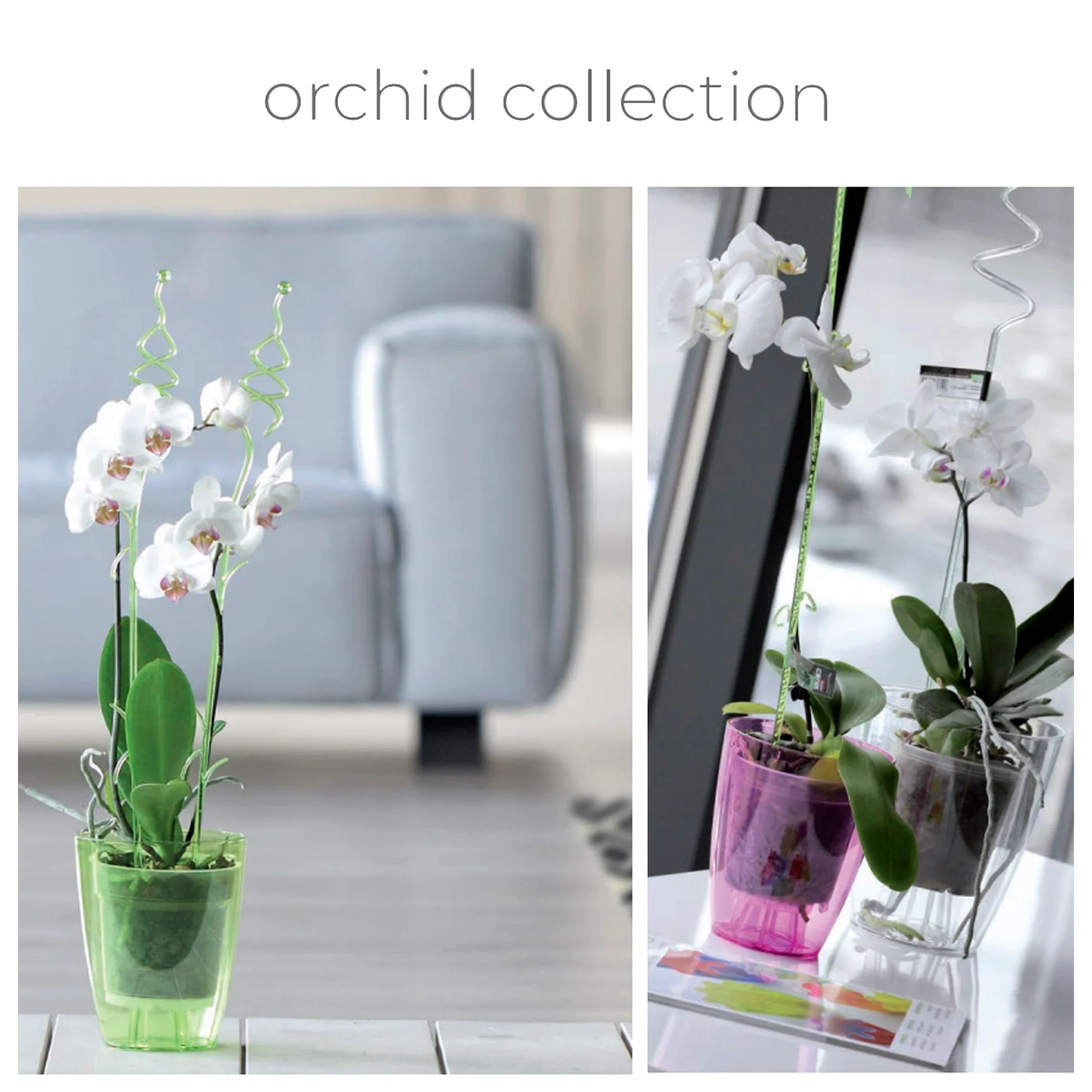 Maceta Coubi Orchid 1,5l., Dimensiones (mm) 132x132x160, Color Violeta Transparente - Image 2