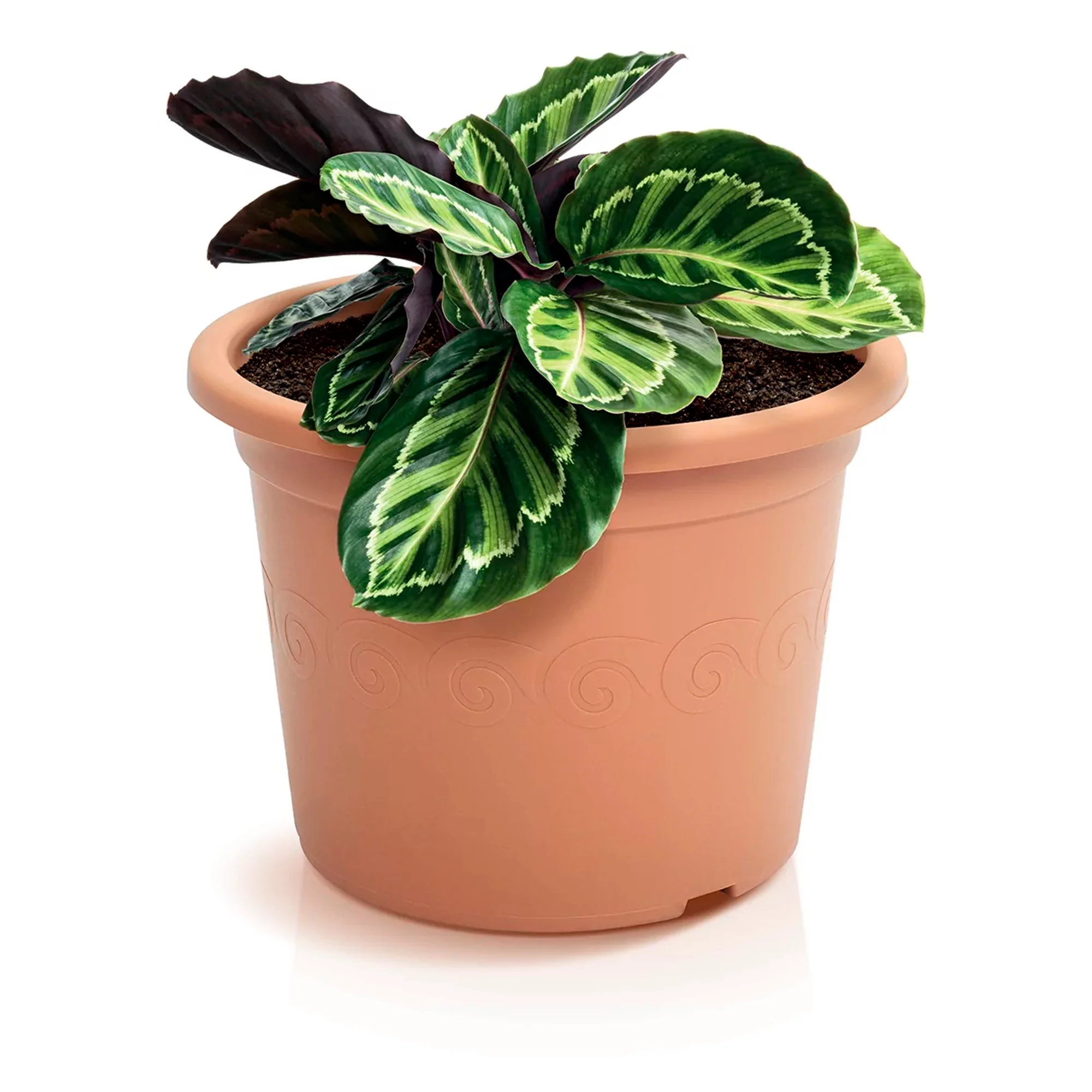 Maceta Plastica 0,25l., Dimensiones (mm) 110x110x82, Color Terracota - Image 4